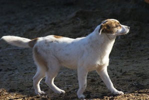 Wilma