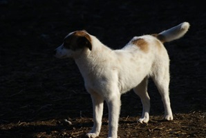 Wilma