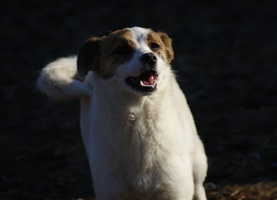 Wilma