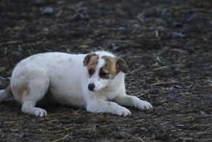 Wilma