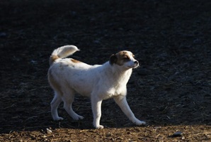 Wilma