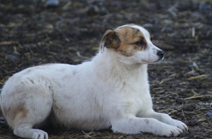Wilma